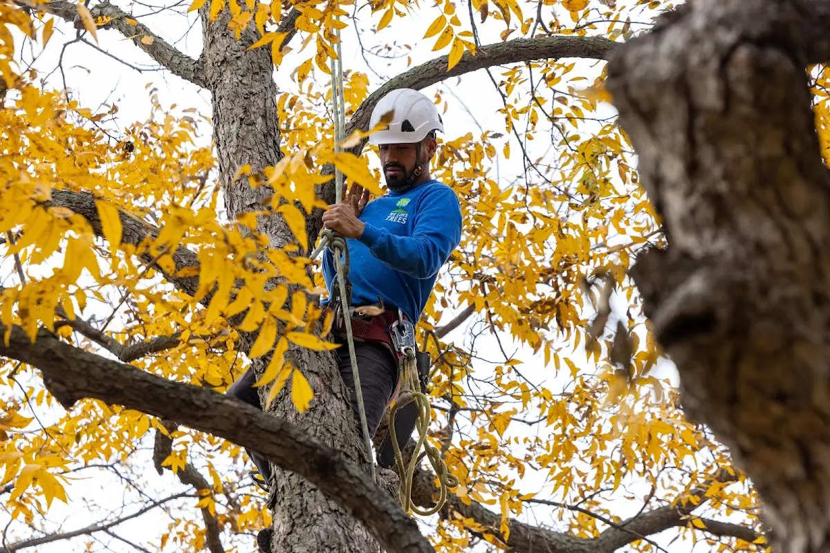 Skilled Tree Trimming crew working in Malvern